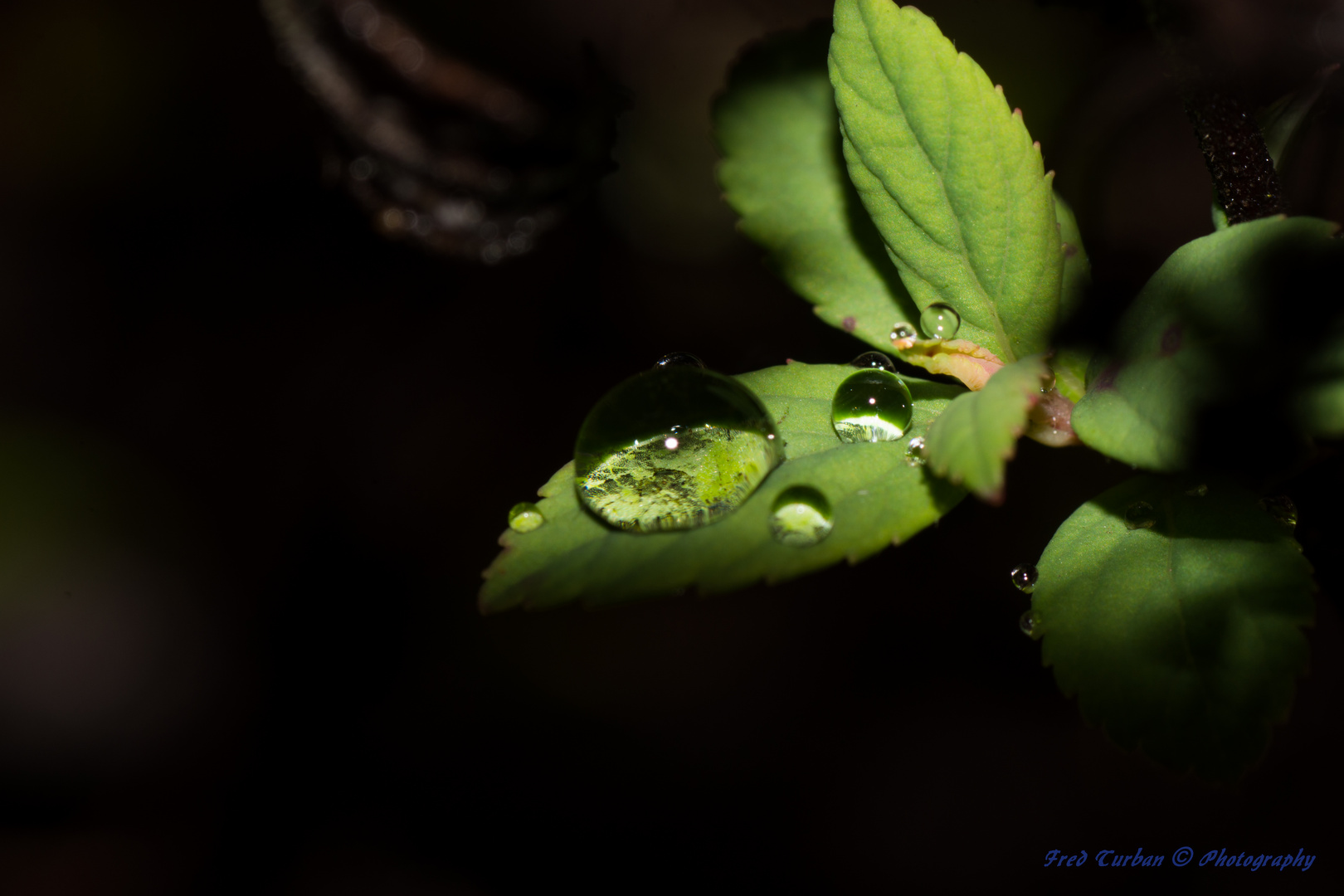 Blatt im Morgentau