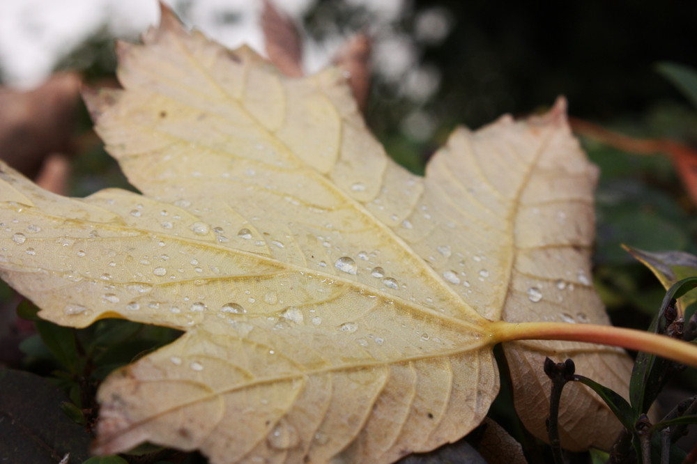 Blatt im Morgentau