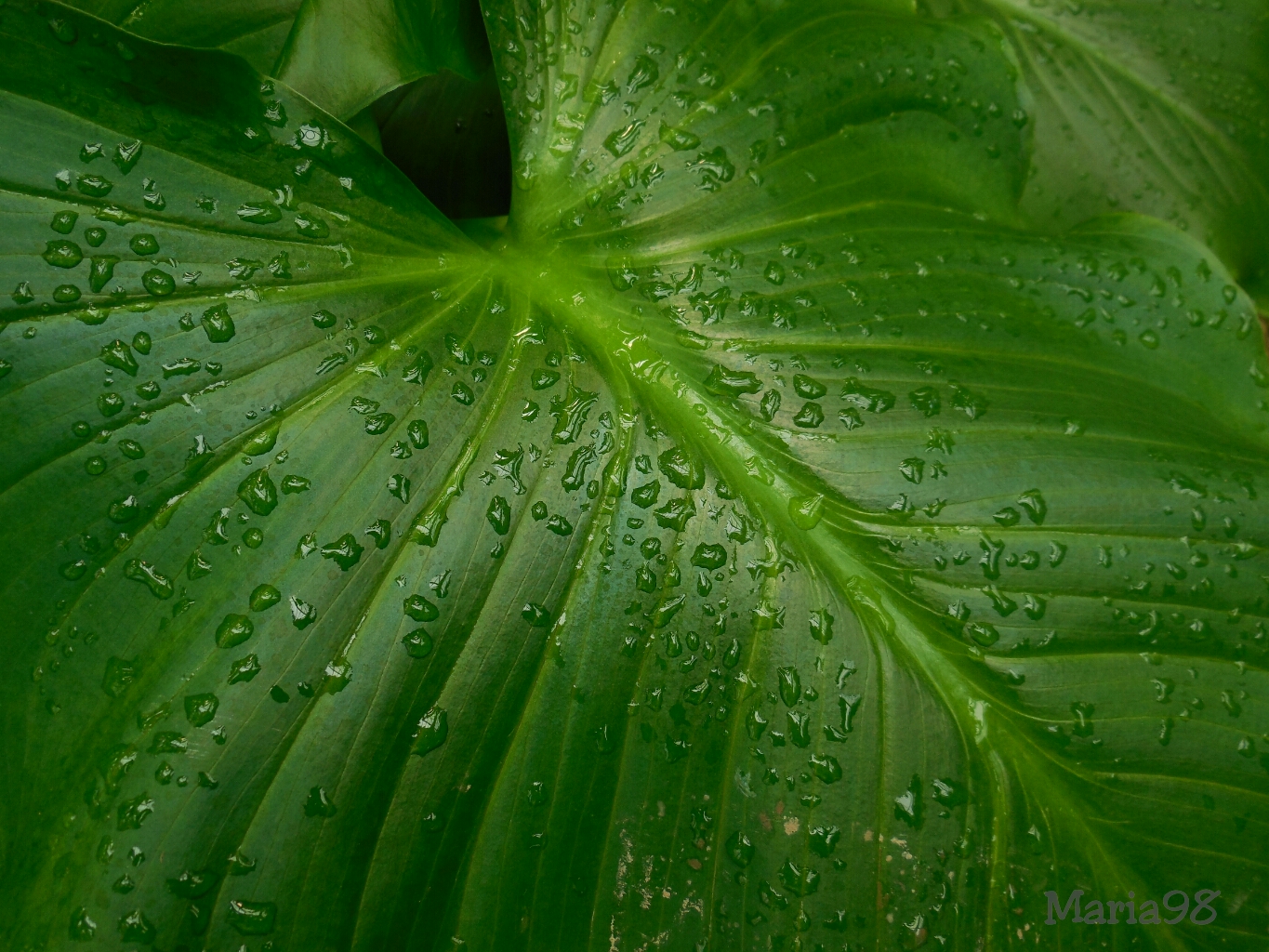 Blatt im Morgentau