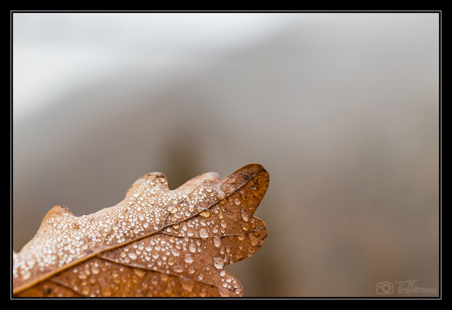 Blatt im Nebel