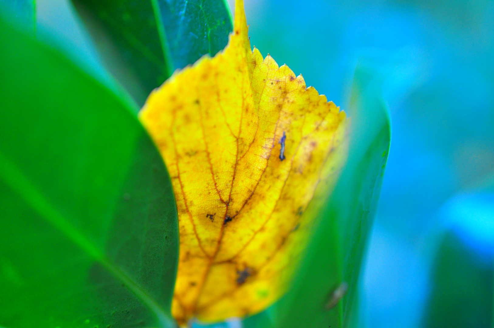 Blatt im Nest