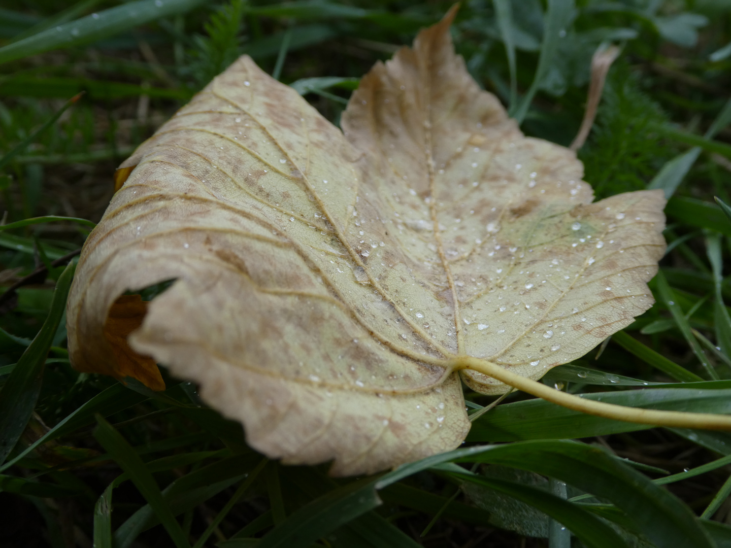 Blatt im Nieselregen 