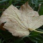 Blatt im Nieselregen 