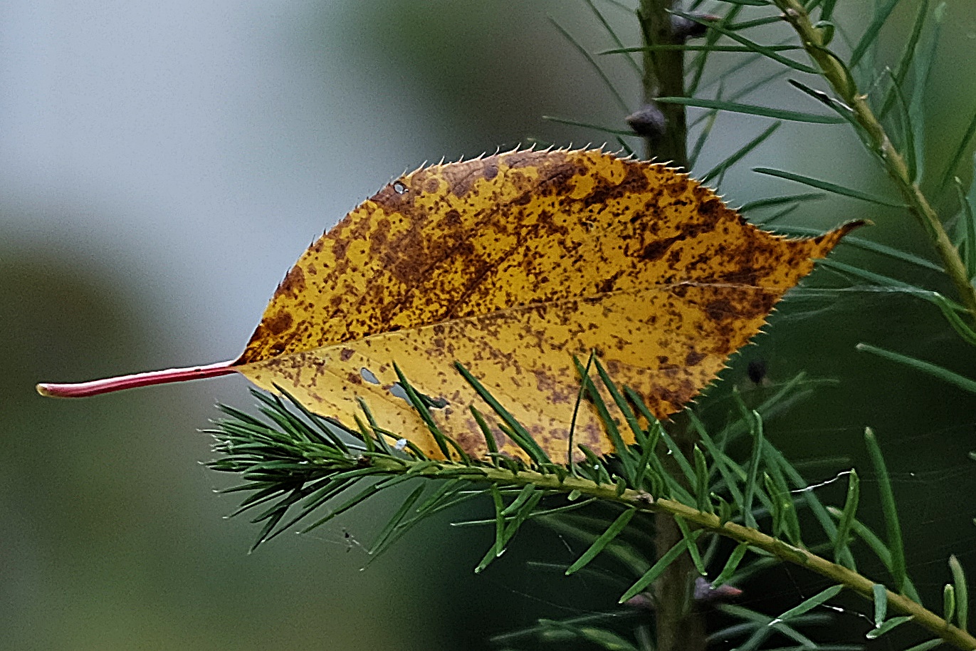 Blatt im November