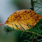 Blatt im November