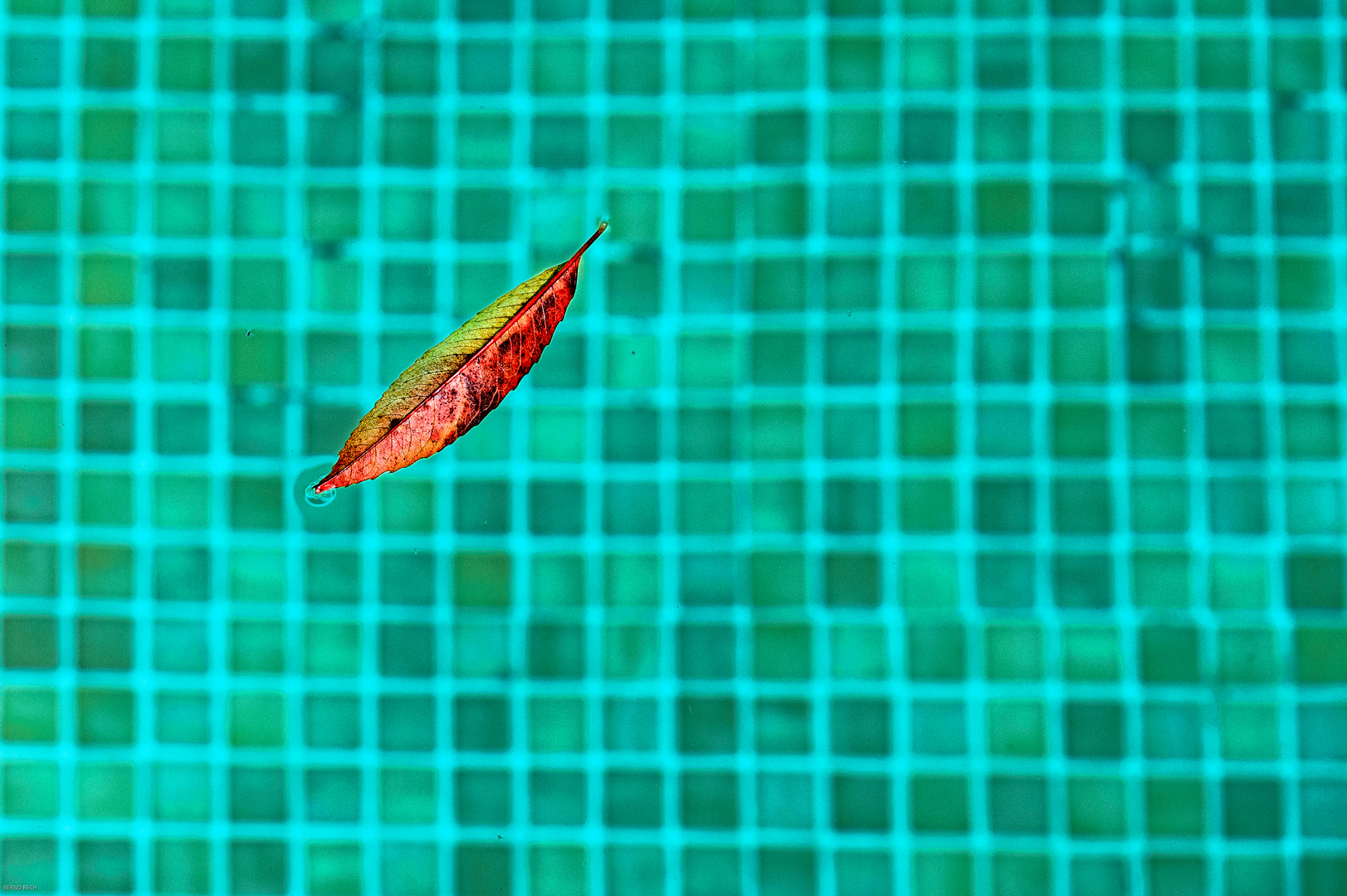 Blatt im Pool