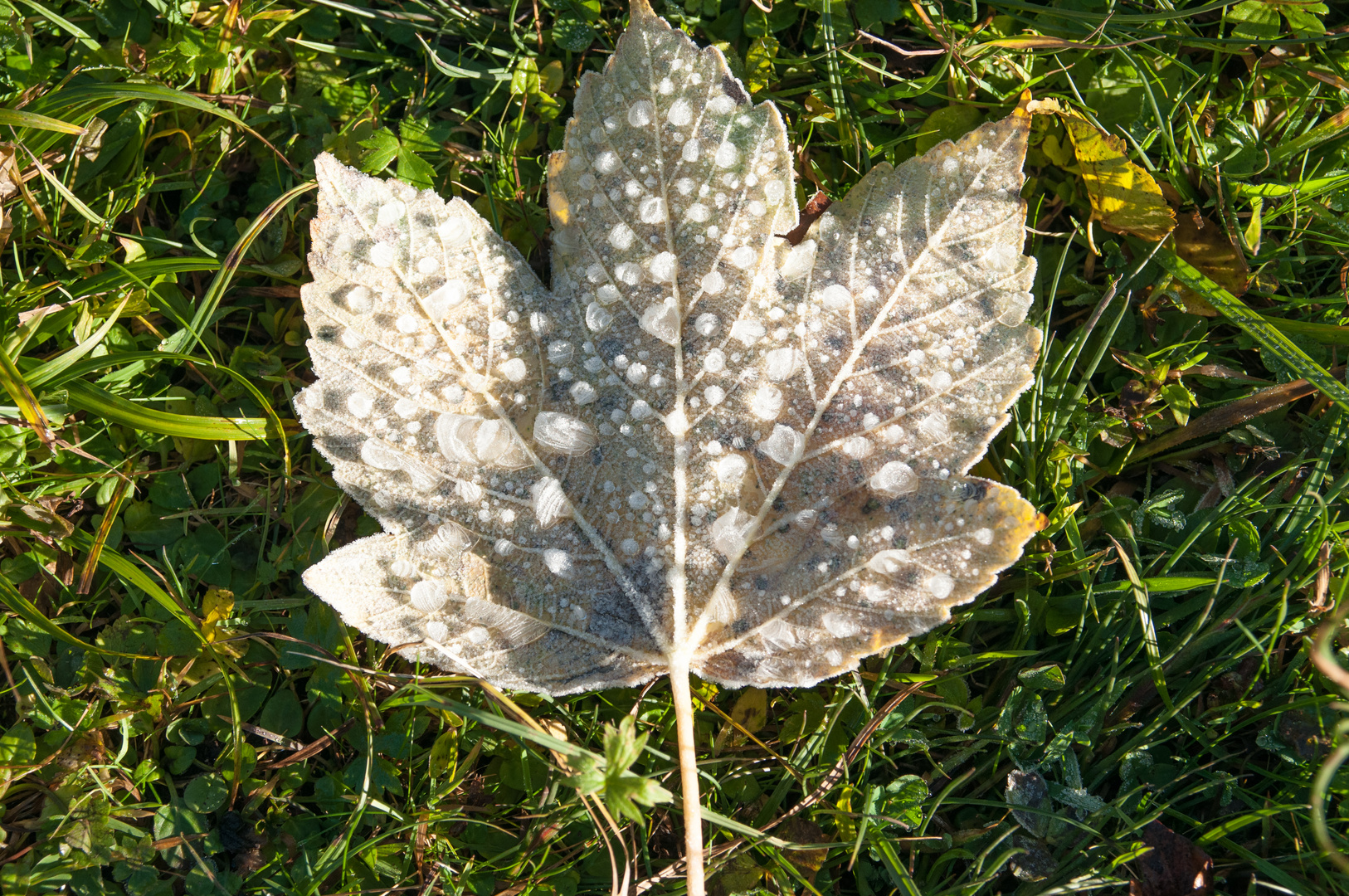 Blatt im Rauhreif