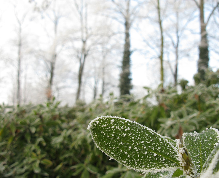 Blatt im Rauhreif