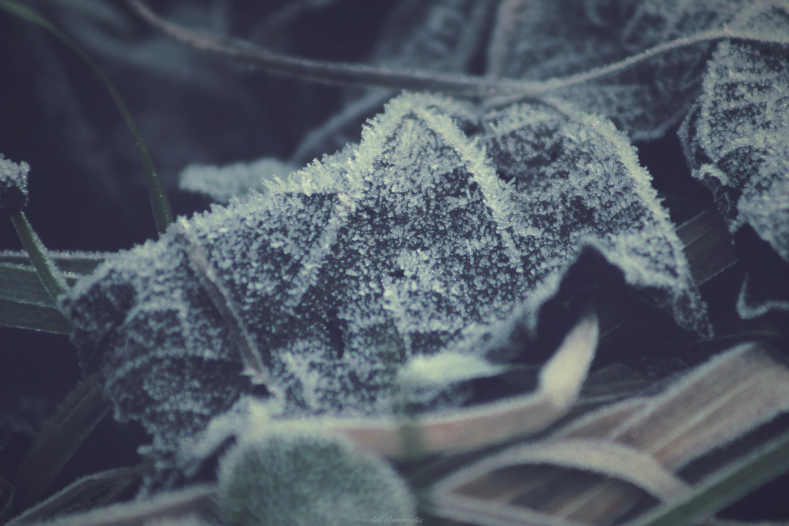 Blatt im Raureifmantel