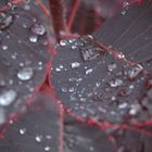 Blatt im regen