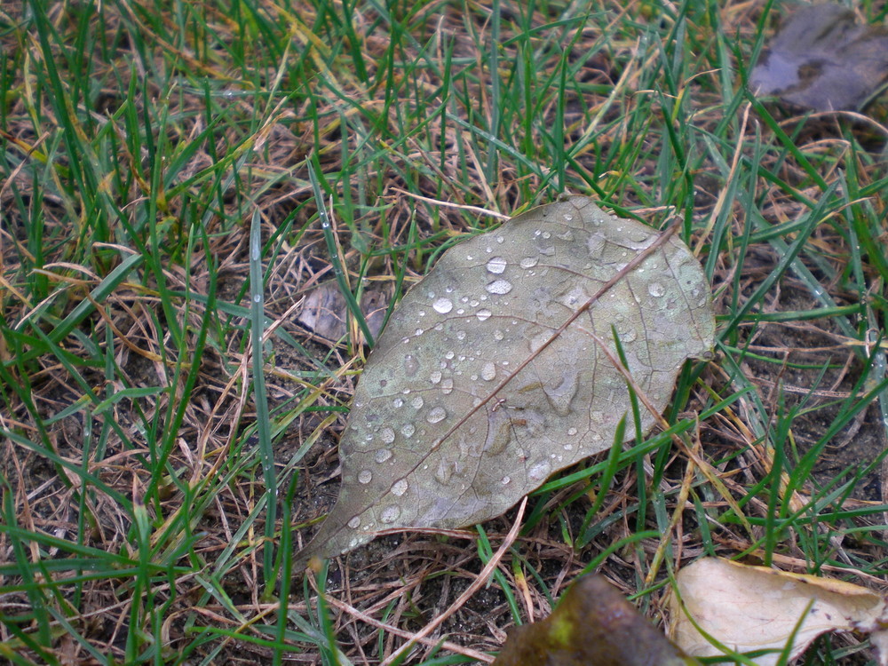 blatt im regen