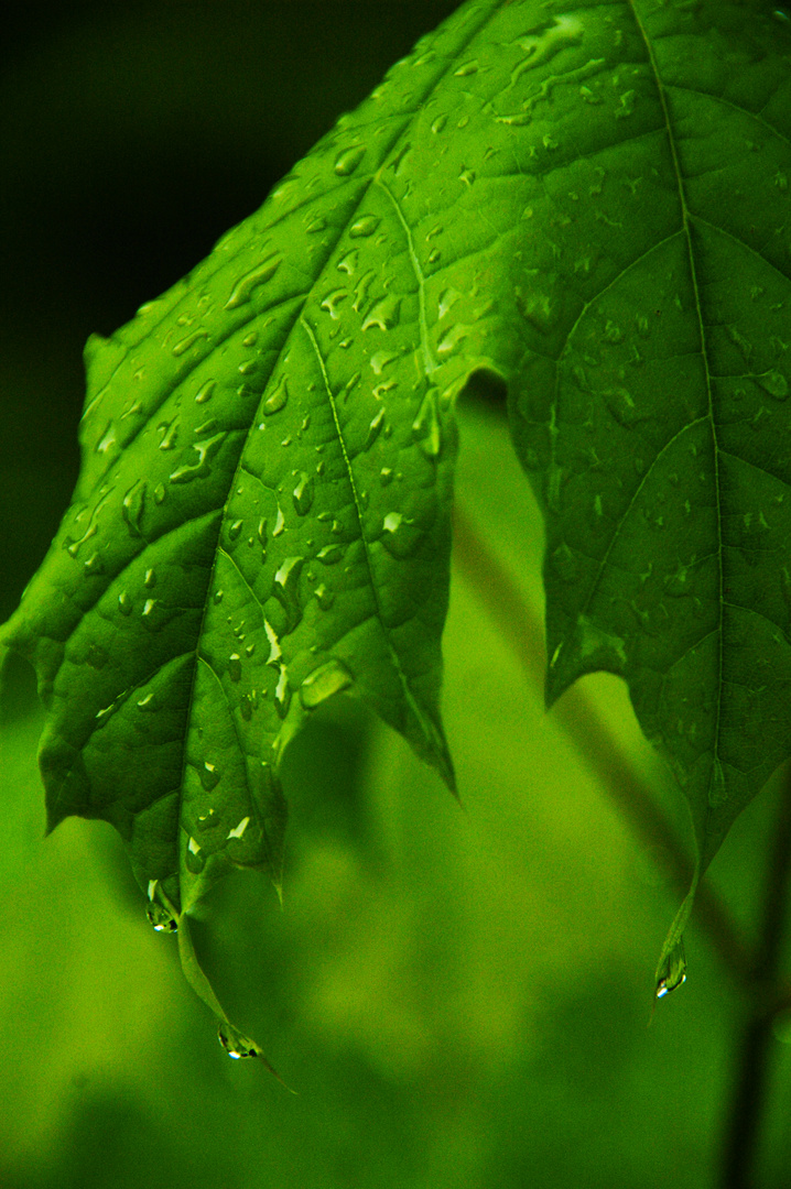 Blatt im Regen