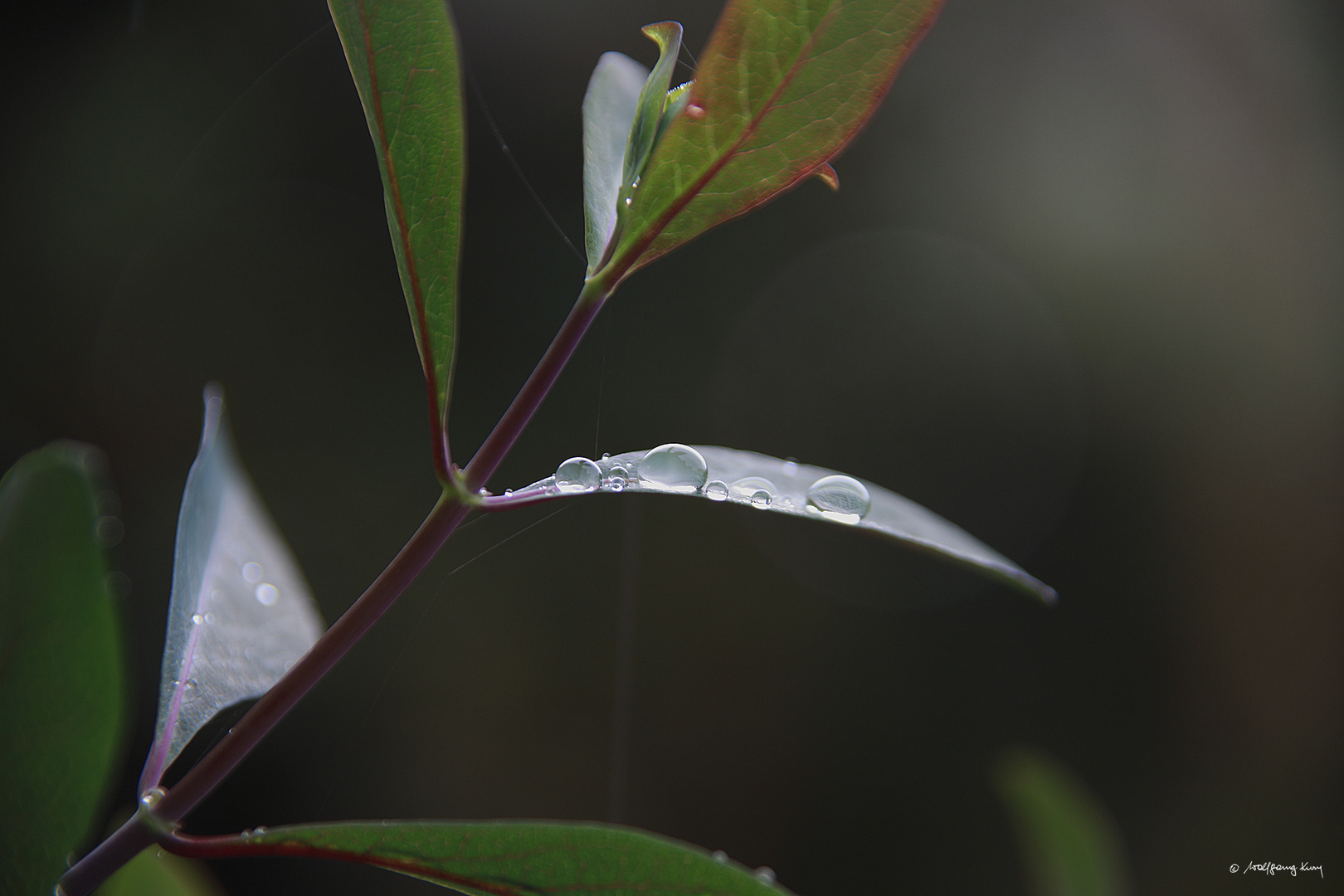 Blatt im Regen