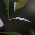 Blatt im Regen