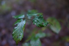 Blatt im Regen