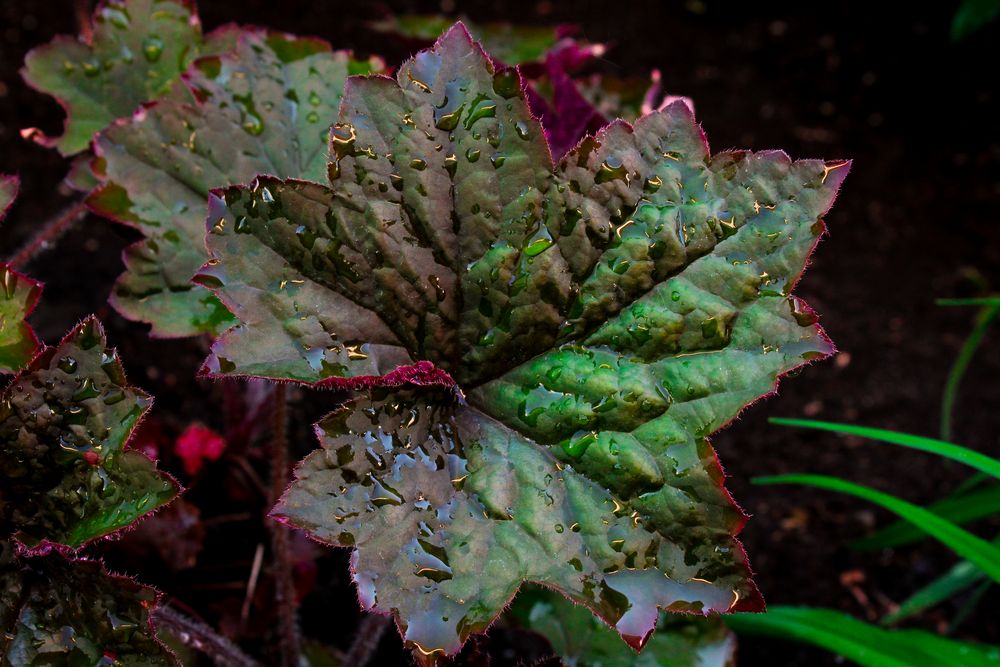 Blatt im Regen