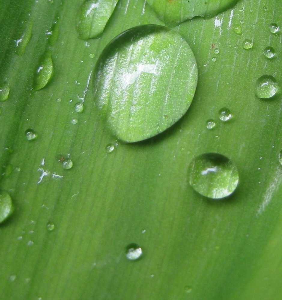 Blatt im Regen