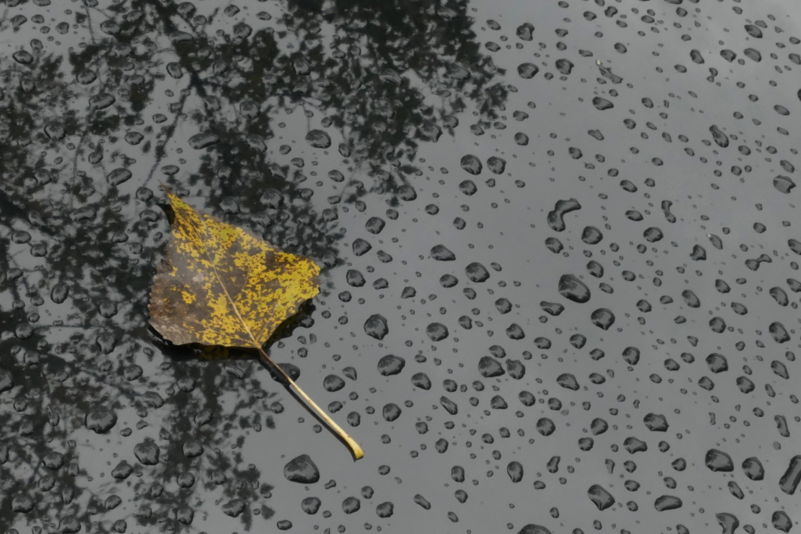 Blatt im Regen