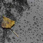 Blatt im Regen