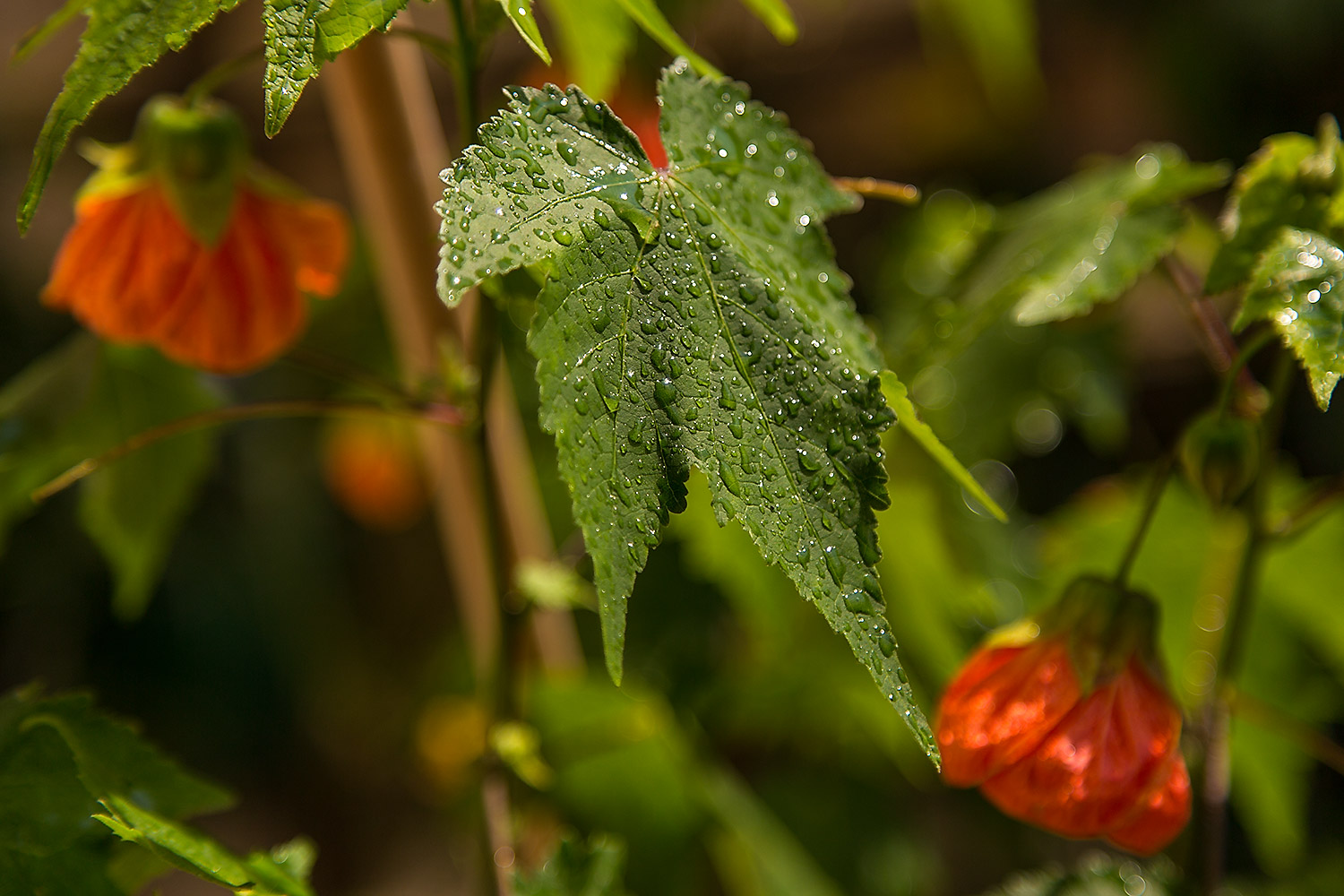 Blatt im Regen