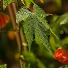 Blatt im Regen