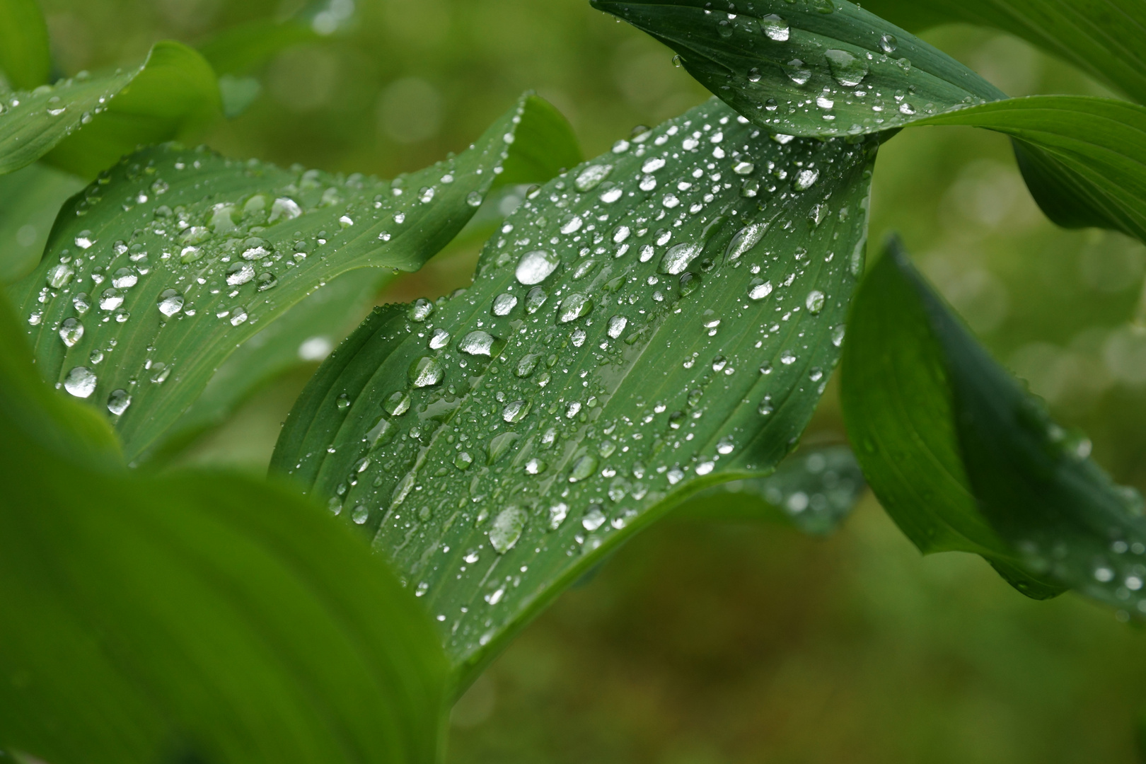 Blatt im Regen