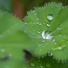 Blatt im Regen