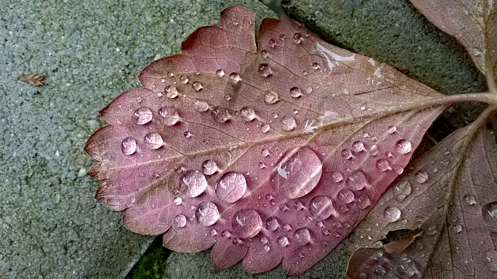 Blatt im Regen