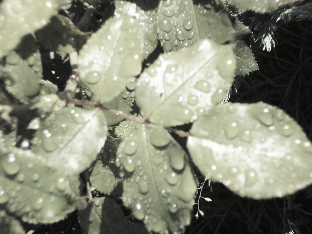 Blatt im Regen