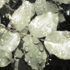 Blatt im Regen