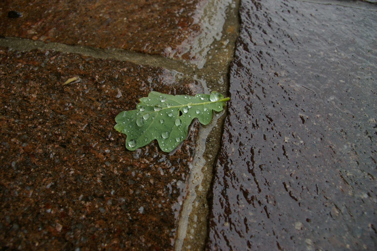 Blatt im Regen