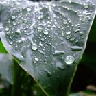 Blatt im Regen