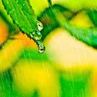 Blatt im Regen