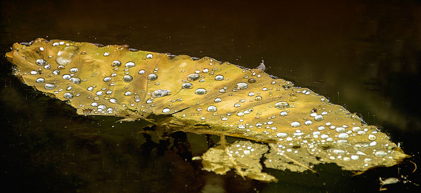 Blatt im Regenwalt