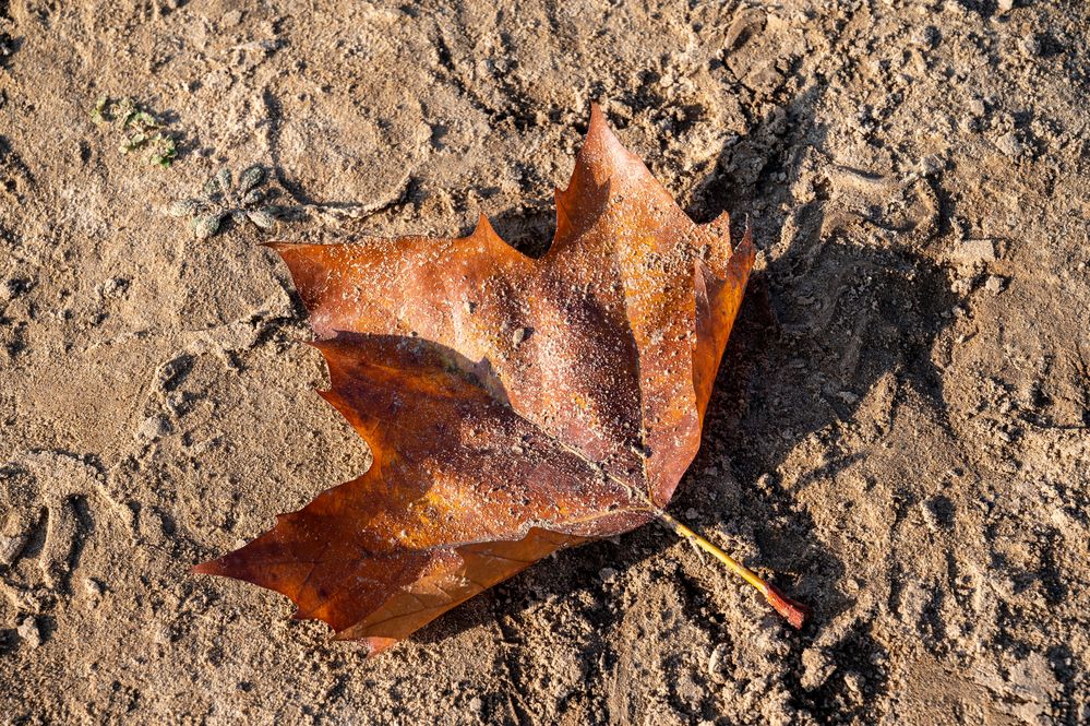 Blatt im Sand