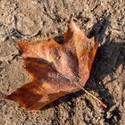 Blatt im Sand