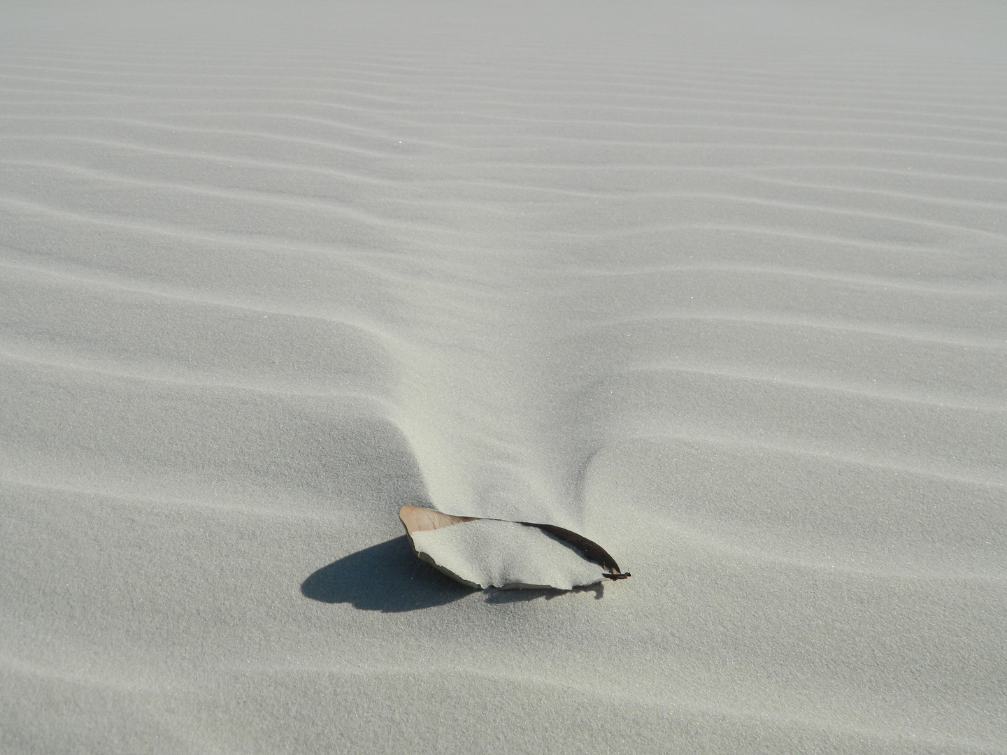 Blatt im Sand