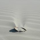 Blatt im Sand