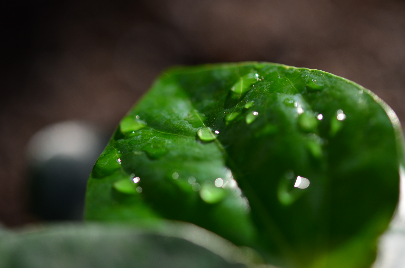 Blatt im Schatten