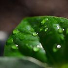 Blatt im Schatten