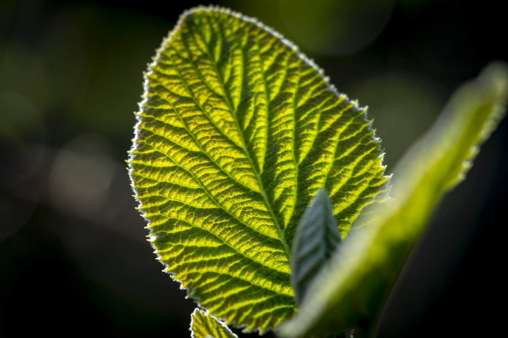 Blatt im Schein der Sonne