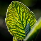 Blatt im Schein der Sonne