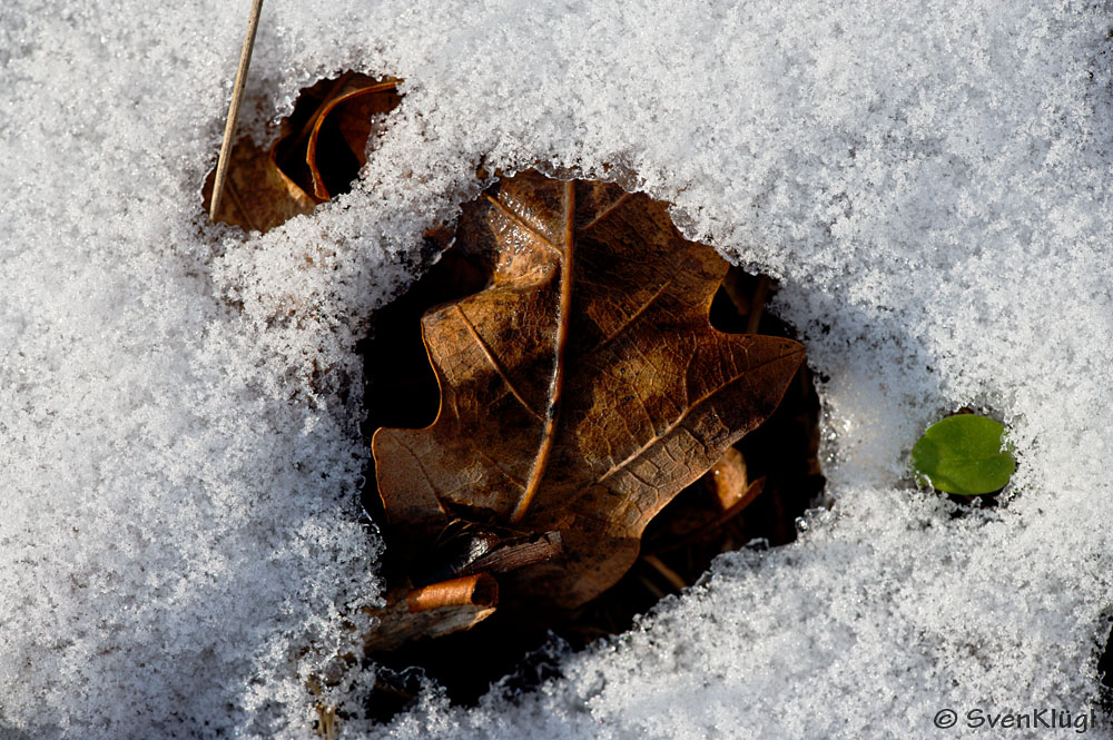 Blatt im Schnee 1