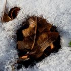 Blatt im Schnee 1