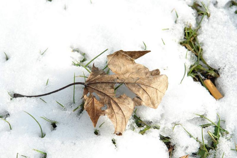 Blatt im Schnee