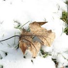 Blatt im Schnee