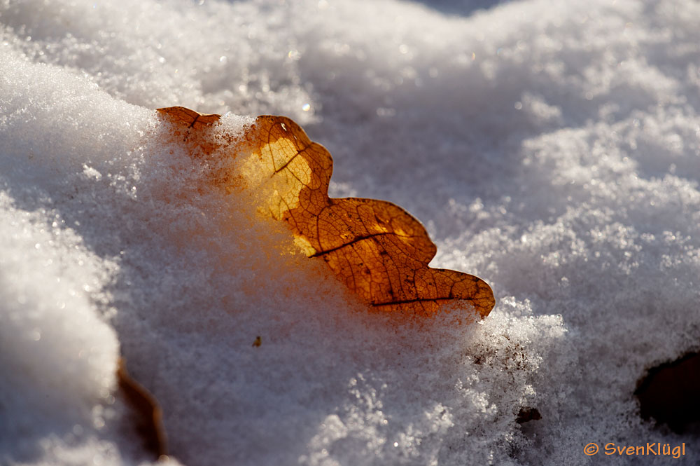 Blatt im Schnee 2