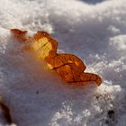 Blatt im Schnee 2