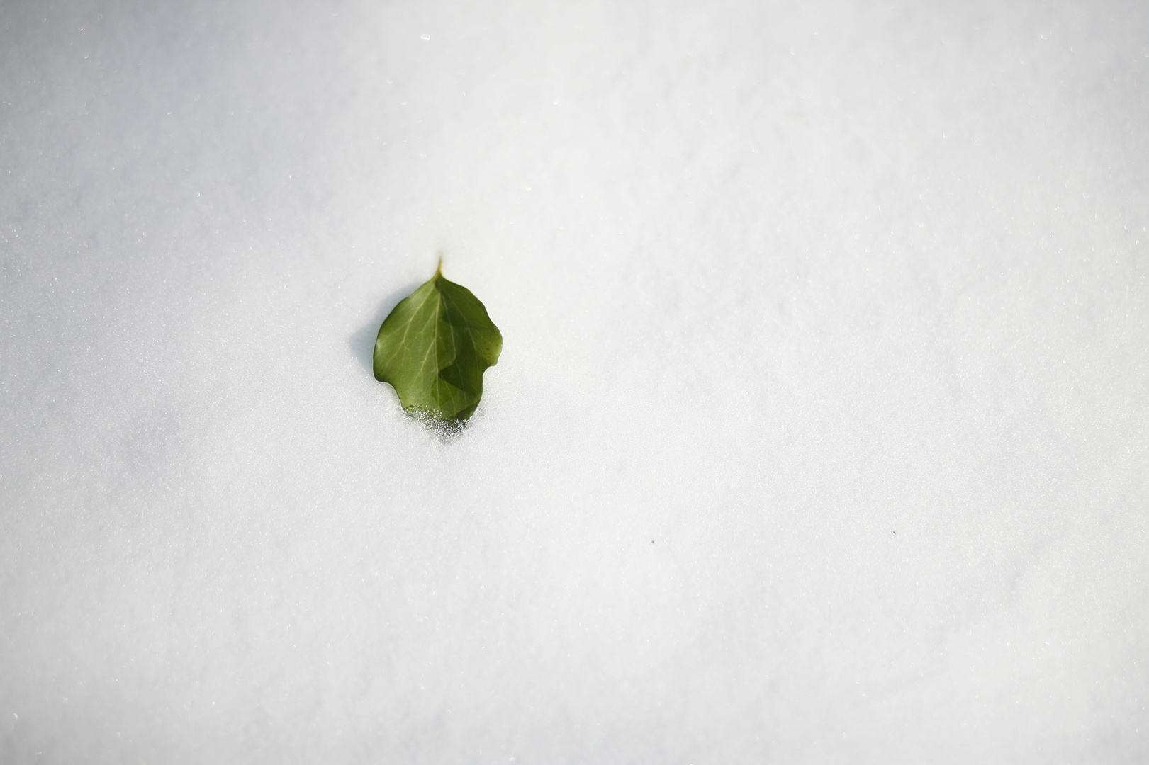 Blatt im Schnee