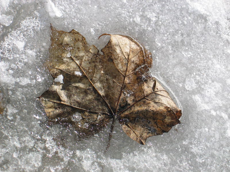 Blatt im Schnee